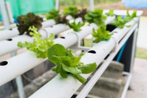 Sistema di irrigazione a goccia